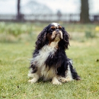 Picture of ch homehurst merry monach,  king charles spaniel sitting