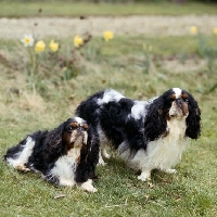 Picture of ch homehurst merry monach, royal richard at zubaida, r,  two king charles spaniels