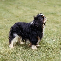 Picture of ch homehurst merry monarch,   king charles spaniel standing on grass
