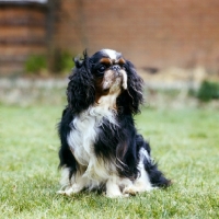 Picture of ch homehurst merry monarch,  king charles spaniel