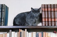 Picture of ch i leila de fleurville, russian blue cat