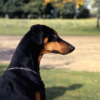 Picture of ch iceberg of tavey dobermann head study