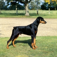 Picture of ch iceberg of tavey, dobermann standing on grass