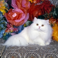 Picture of ch j. b. van cleef of silva-wyte, orange eyed white cat with paper flowers