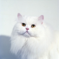 Picture of ch j. b. van cleef of silva-wyte, orange eyed white cat, portrait on white