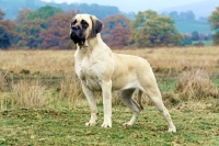Picture of ch jakote lady glencora, mastiff in countryside