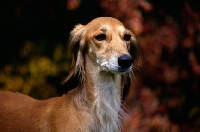 Picture of ch jazirat bahiyya (bronte), portrait of saluki against autumn colours, winner hound group crufts 1991