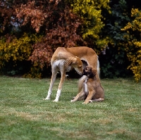 Picture of ch jazirat bahiyya (bronte), saluki mother and puppy, winner hound group crufts 1991