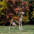 Picture of ch jazirat bahiyya (bronte), saluki standing in garden infront of trees, winner hound group crufts 1991