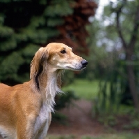 Picture of ch jazirat bahiyya (bronte), side view of saluki against greenery, winner hound group crufts 1991