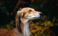 Picture of ch jazirat bahiyya (bronte), side view of saluki against autumn colours, winner hound group crufts 1991