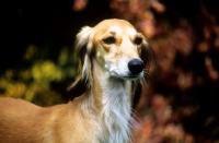 Picture of ch jazirat bahiyya, saluki head study