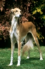 Picture of ch jazirat bahiyya, saluki in a brown scene