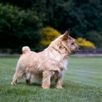 Picture of ch jericho ginger nut, norwich terrier standing on grass