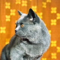 Picture of ch jezreel jomo, british blue cat looking aside