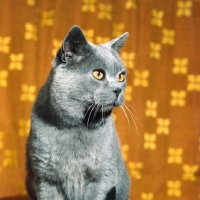 Picture of ch jezreel jomo, british blue cat looking alert