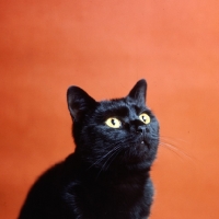 Picture of ch jezreel mostyn, short hair black cat gazing upwards