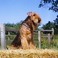Picture of ch jokyl gallipants, airedale standing up on straw in the country