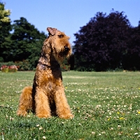 Picture of ch jokyl gallipants (soldier), airedale sitting on grass