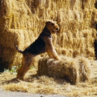 Picture of ch jokyl hot lips, airedale standing on hind legs by a haystack