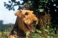 Picture of ch jokyl hot lips, airedale terrier head shot