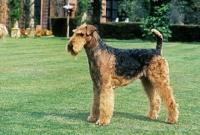 Picture of ch. jokyl smart guy, airedale posing on a lawn