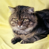 Picture of ch karnak brochfael,  brown tabby long hair cat 