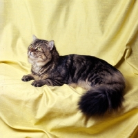 Picture of ch karnak brochfael, brown tabby long hair cat 