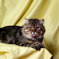 Picture of ch karnak brochfael, brown tabby long hair cat 