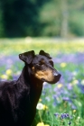 Picture of ch keyline vengeance,  manchester terrier, portrait among bluebells
