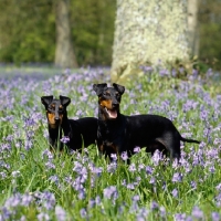 Picture of ch keyline vengeance and keyline gloriana, two manchester terriers among bluebells