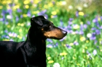 Picture of ch keyline vengeance, manchester terrier, portrait with flowers 