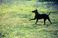 Picture of ch keyline vengeance, manchester terrier galloping with bluebells