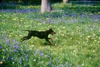 Picture of ch keyline vengeance, manchester terrier galloping through bluebells