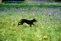 Picture of ch keyline vengeance, manchester terrier galloping with bluebells
