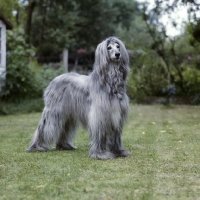 Picture of ch khanabad blue pearl, 11 year old afghan hound on grass