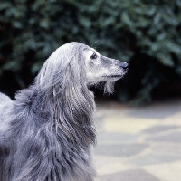 Picture of ch khanabad blue pearl, afghan hound 11 years old