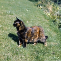 Picture of ch kita's dandelion, tortoiseshell short hair cat looking ahead keenly