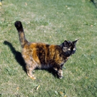 Picture of ch kita's dandelion, tortoiseshell short hair cat