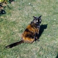 Picture of ch kita's dandelion, tortoiseshell short hair cat