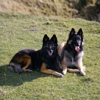 Picture of ch kyann shaded red, right,  two tervuerens lying on grass