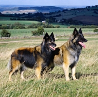 Picture of ch kyann shaded red, right, pair of tervuerens in field