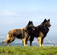 Picture of ch kyann shaded red, two tervuerens standing on a hill