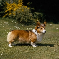 Picture of ch lees chico  pembroke corgi standing on grass