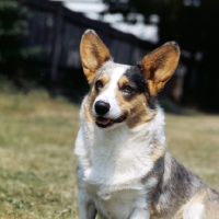 Picture of ch lees rhiwelli blue ray,   cardigan corgi  head and shoulders shot