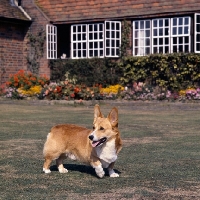 Picture of ch lees sunsalve  pembroke corgi standing in a garden