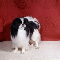 Picture of ch levanter nagasak, japanese chin in studio