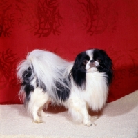 Picture of ch levanter nagasak, japanese chin
