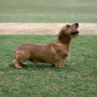 Picture of ch lieblings joker in the pack, dachshund wire haired having a laugh