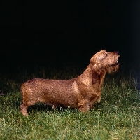 Picture of ch lieblings joker in the pack, wire haired dachshund on grass